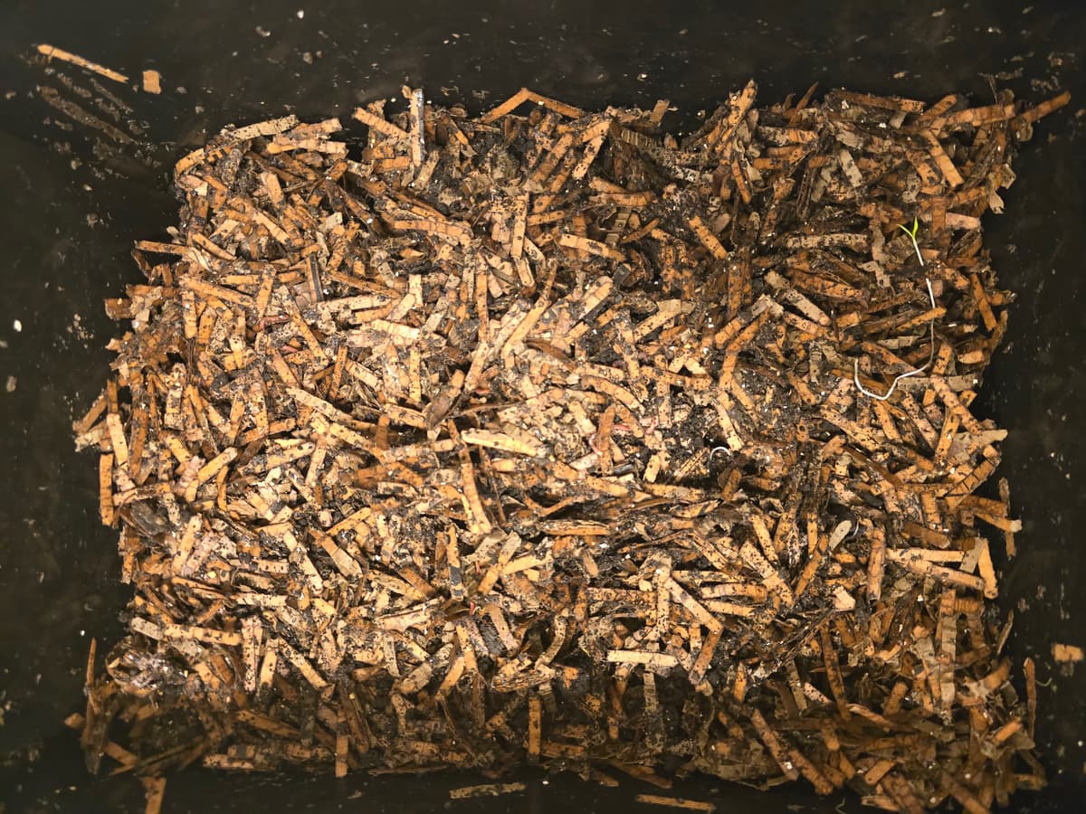 Matokompostorin prototyyppi kuuden viikon jälkeen, tummaa matokakkaa on alkanut ilmestyä petimateriaalin sekaan