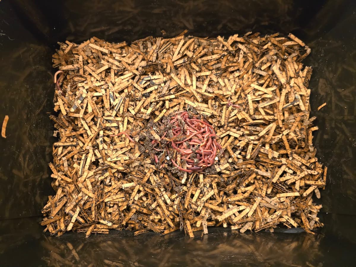 Matokompostoriin pinnalla on kasa punertavia kompostimatoja