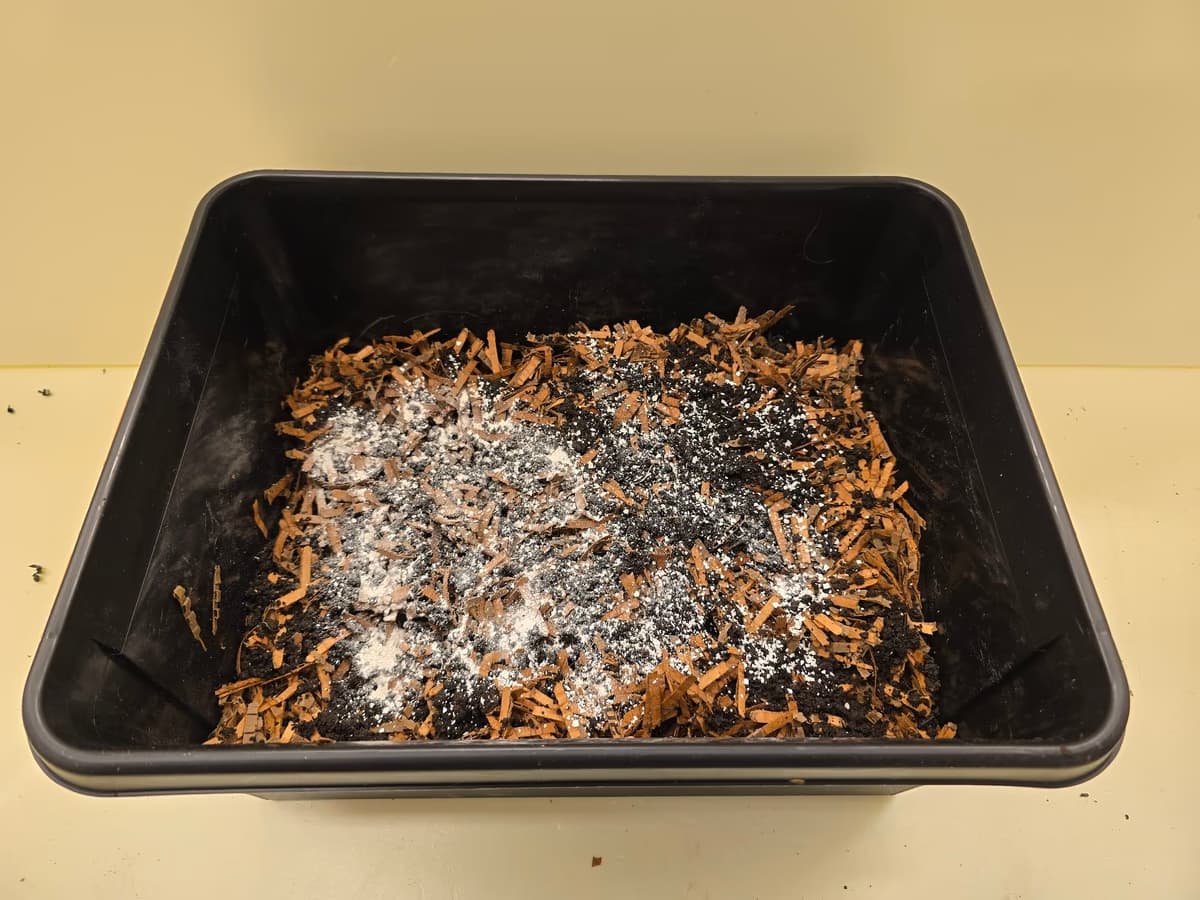 Matokompostin petimateriaalin päällä näkyy tummaa matokakkaa ja valkoisia murskattuja munankuoria