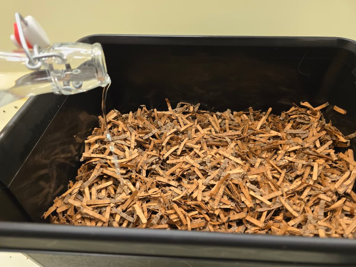 Matokompostilaatikkoon laitetun silputun pahvin päälle kaadetaan vettä pullosta