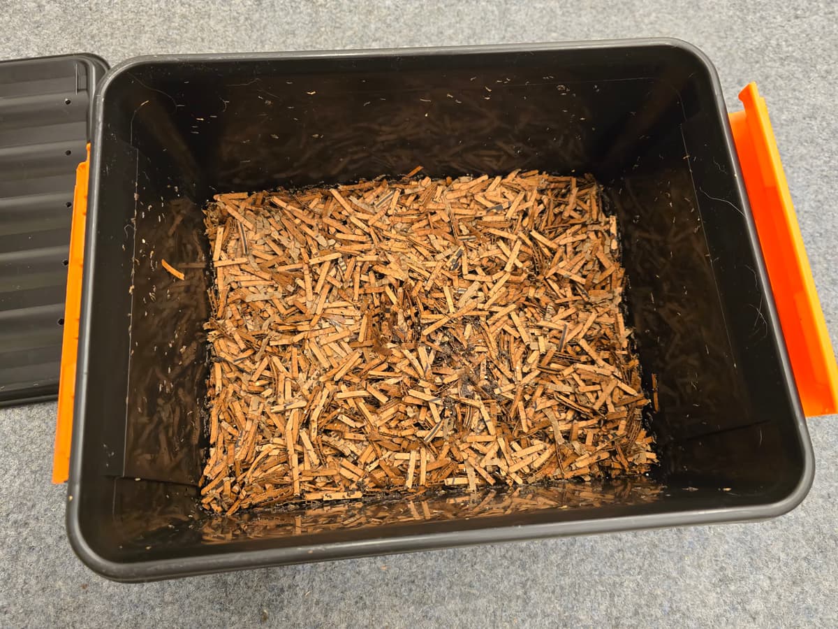 Kompostorin sisältö kannen avaamisen jälkeen – näkyvissä kostea pahvisilppu