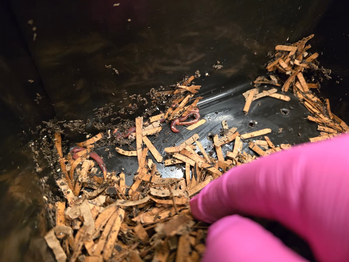 Kompostorin nurkassa näkyy muutama Eisenia fetida -mato ja tummaa matokakkaa