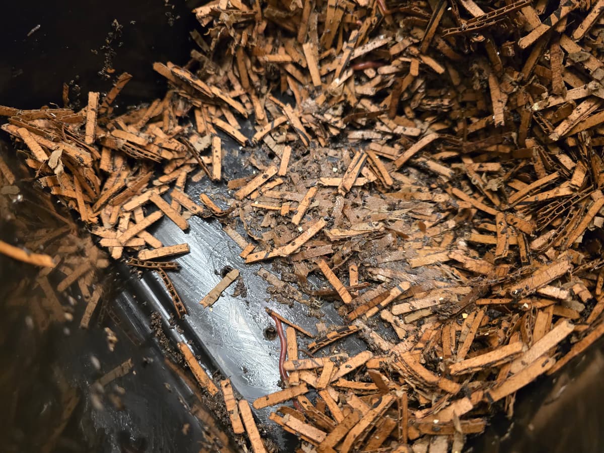 Kompostorin pohjalla näkyy tummaa matokakkaa kohdassa, johon ruoka aiemmin lisättiin