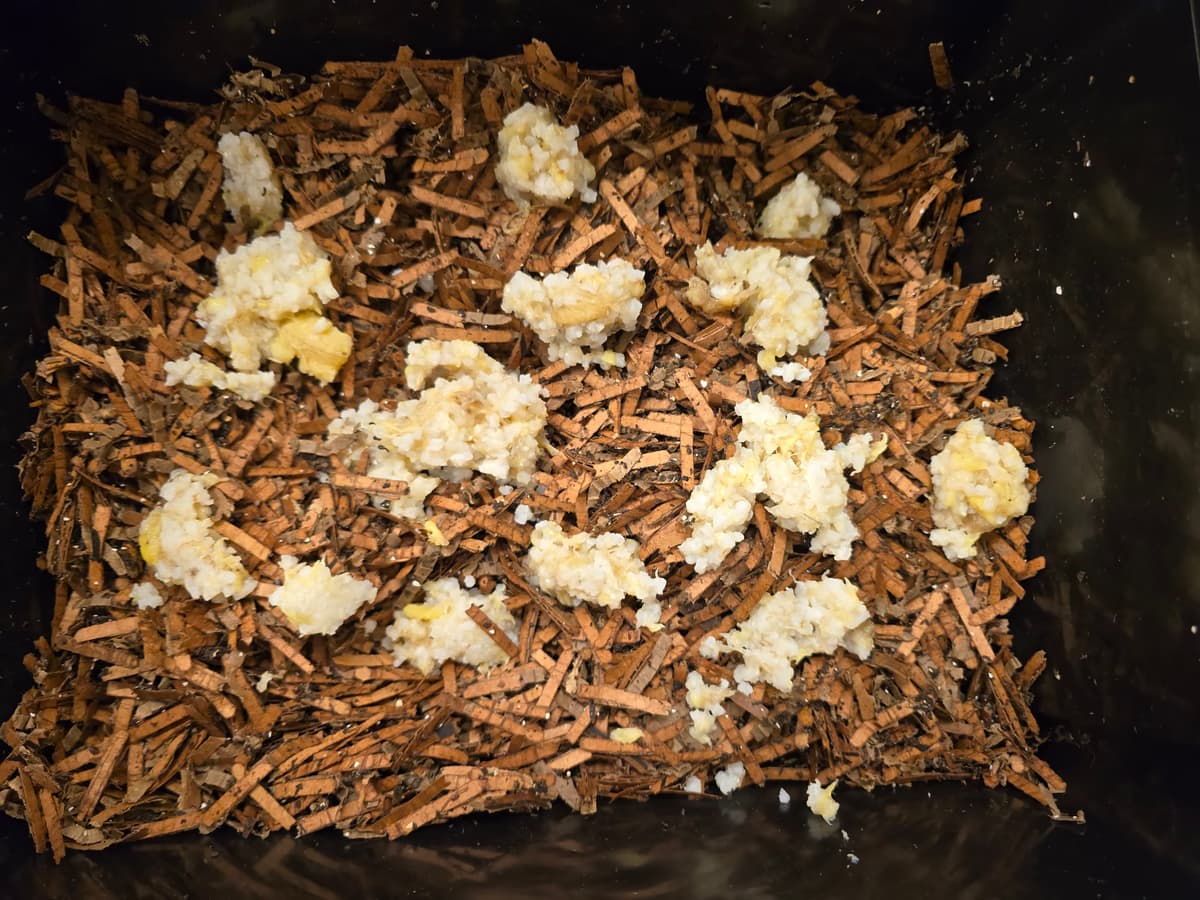 Matokompostoriin lisätään uutta ruokaa - banaania ja riisiä